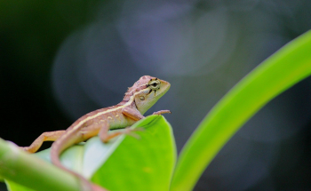 Close-Up Photo of a Garden Lizard Close-Up Photo of a Garden Lizard