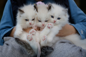 Close-Up Photo of a Hand Holding Three White Kittens Close-Up Photo of a Hand Holding Three White Kittens