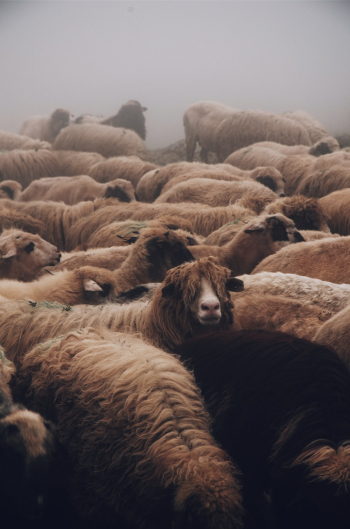 Close-up Photo of a Herd of Sheep Close-up Photo of a Herd of Sheep