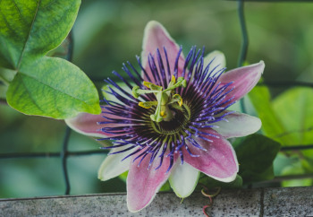 Close-Up Photo of a Passion Flower Close-Up Photo of a Passion Flower