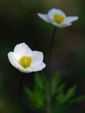 Close-up Photo of a Snowdrop Anemone Flower