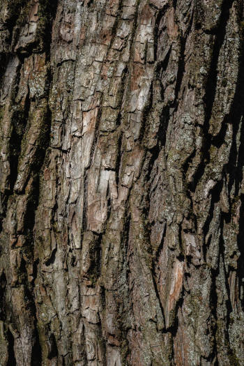 Close-Up Photo of a Tree Bark