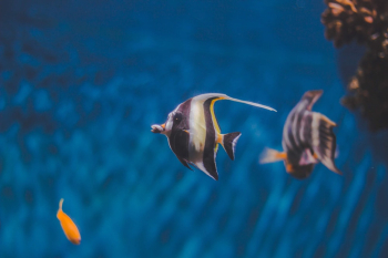 Close-Up Photo of Angelfish Close-Up Photo of Angelfish