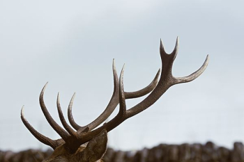 close-up photo of antler during daytime close-up photo of antler during daytime