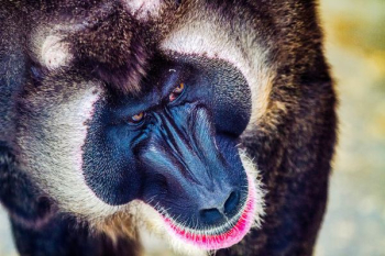 close up photo of baboon close up photo of baboon