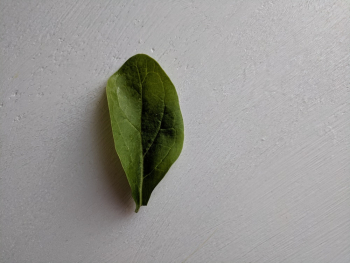 Close-Up Photo of Basil Leaf Close-Up Photo of Basil Leaf