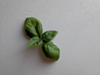 Close-Up Photo of Basil Leaves Close-Up Photo of Basil Leaves