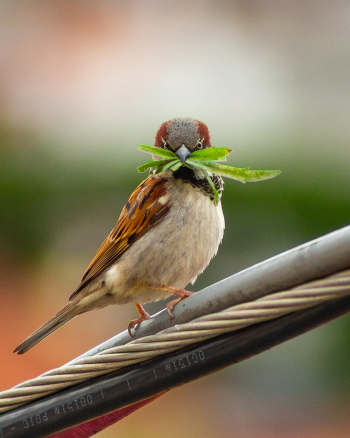 Close-Up Photo of Bird Perched On Cables Close-Up Photo of Bird Perched On Cables