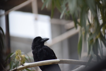 Close-Up Photo of Black Crow Close-Up Photo of Black Crow