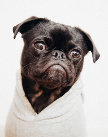 close-up photo of black pug close-up photo of black pug