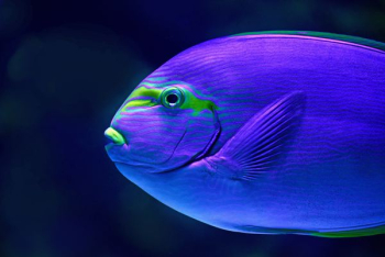 close-up photo of blue fish close-up photo of blue fish