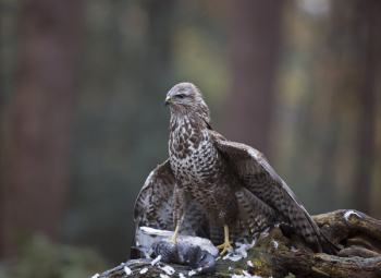 Close-up Photo of Brown Peregrine Falcon Close-up Photo of Brown Peregrine Falcon