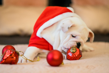 Close-Up Photo of Bull Dog Near Ornaments Close-Up Photo of Bull Dog Near Ornaments