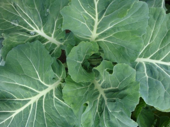 close up photo of cabbage vegetable close up photo of cabbage vegetable