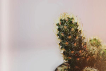 Close-Up Photo of Cactus Close-Up Photo of Cactus