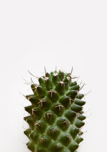 Close-Up Photo of Cactus Close-Up Photo of Cactus
