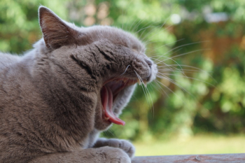Close-Up Photo of Cat Yawning Close-Up Photo of Cat Yawning