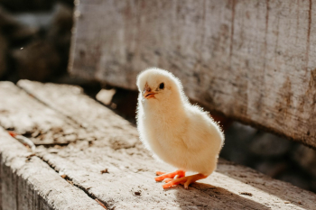 Close-Up Photo of Chick Close-Up Photo of Chick