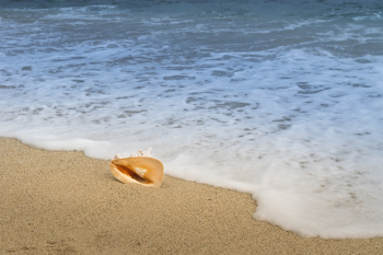 Close-up Photo of Conch Shell Next to Sandy Beach Close-up Photo of Conch Shell Next to Sandy Beach