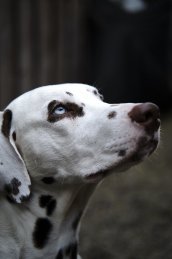 Close-Up Photo Of Dalmatian Dog Close-Up Photo Of Dalmatian Dog