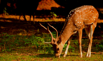 Close-Up Photo of Deer Eating Grass Close-Up Photo of Deer Eating Grass