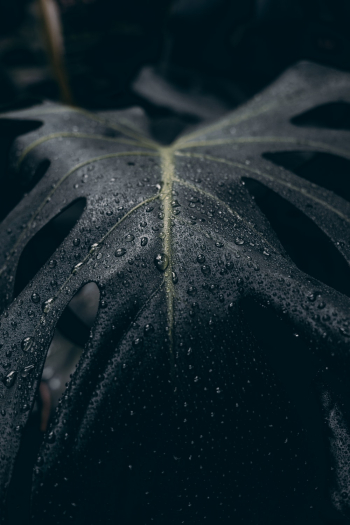 Close Up Photo of Dew Drops on Green Leaf Close Up Photo of Dew Drops on Green Leaf