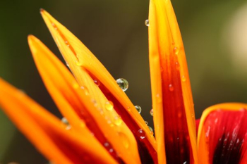 close-up photo of dew on flower close-up photo of dew on flower