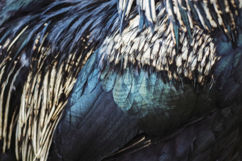 Close-up Photo of Feathers Close-up Photo of Feathers