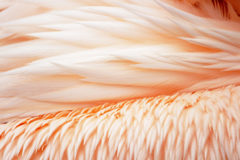 Close-Up Photo of Feathers Close-Up Photo of Feathers