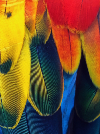 Close-Up Photo of Feathers Close-Up Photo of Feathers