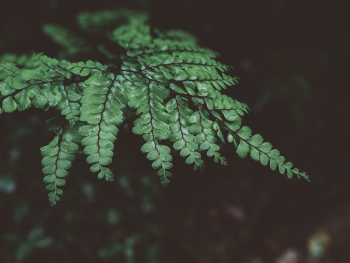 Close-up Photo Of Fern Leaves Close-up Photo Of Fern Leaves