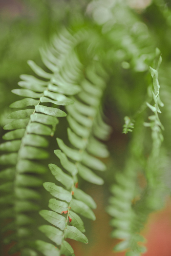 Close-Up Photo of Fern Plant Close-Up Photo of Fern Plant