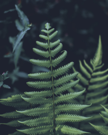 Close-Up Photo of Fern Plant Close-Up Photo of Fern Plant