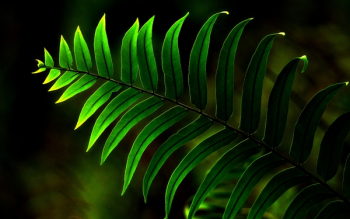 Close-Up Photo of Fern Plant Close-Up Photo of Fern Plant
