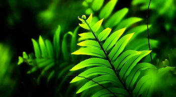 Close-Up Photo of Fern Plant Close-Up Photo of Fern Plant