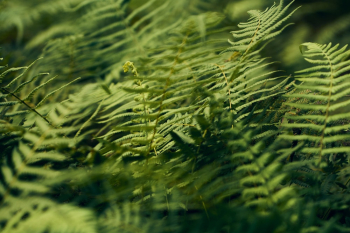 Close-Up Photo of Fern Plants Close-Up Photo of Fern Plants