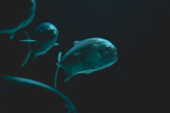 Close-Up Photo of Fish Underwater Close-Up Photo of Fish Underwater