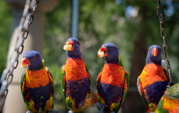 Close-Up Photo of Four Parrots Close-Up Photo of Four Parrots