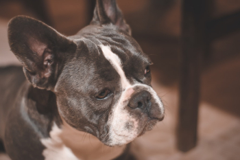 Close Up Photo Of French Bulldog Close Up Photo Of French Bulldog