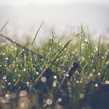 Close-Up Photo of Grass Close-Up Photo of Grass