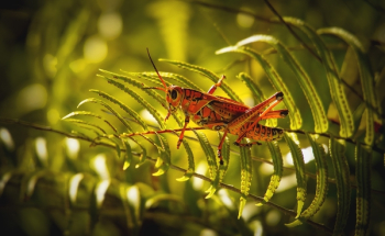 Close-Up Photo of Grasshopper Perched On Fern Plant Close-Up Photo of Grasshopper Perched On Fern Plant