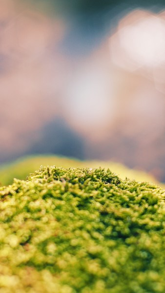 Close-up Photo of Green Algae Close-up Photo of Green Algae