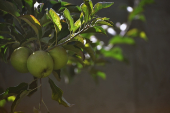 Close-Up Photo of Green Apples On Tree Close-Up Photo of Green Apples On Tree
