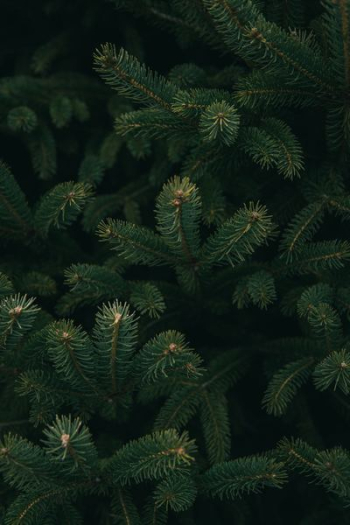 close up photo of green Christmas tree close up photo of green Christmas tree