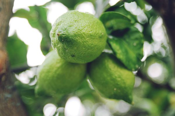 close up photo of green citrus fruit close up photo of green citrus fruit