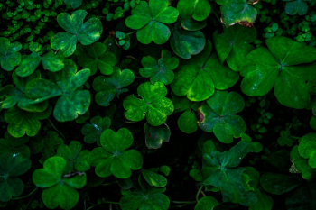 Close-up photo of green clover plants Close-up photo of green clover plants