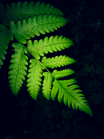 Close-up Photo Of Green Fern Leaf Close-up Photo Of Green Fern Leaf