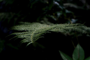 close-up photo of green fern plant close-up photo of green fern plant