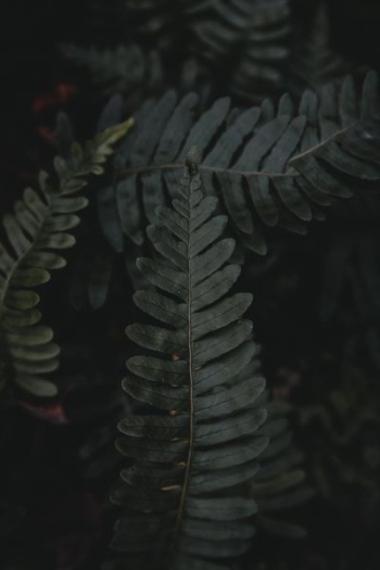 close-up photo of green fern plant close-up photo of green fern plant