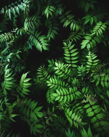 close up photo of green fern plant close up photo of green fern plant